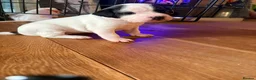 Mixed Breed dogs for sale: French bulldog, Jack russel , spaniel MIX - Advert 11