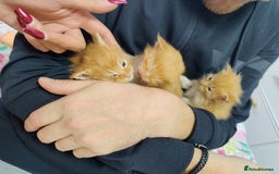 Maine Coon cats for sale: 5 beautiful full Maine Coon kittens for sale - Advert 7