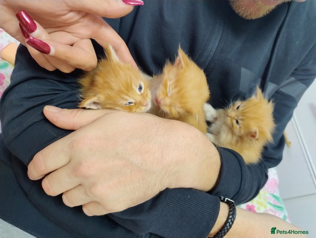 Maine Coon cats for sale: 5 beautiful full Maine Coon kittens for sale - Advert 7