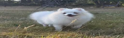 Pomeranian dogs for sale: Very tiny white Pomeranian female 7month old - Advert 13
