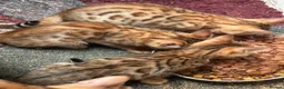 Bengal cats for sale: Gorgeous full pedigree reg bengal female kittens  - Advert 6