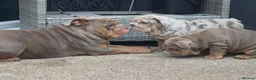 English Bulldog dogs for sale: 3x bulldogs - Advert 7