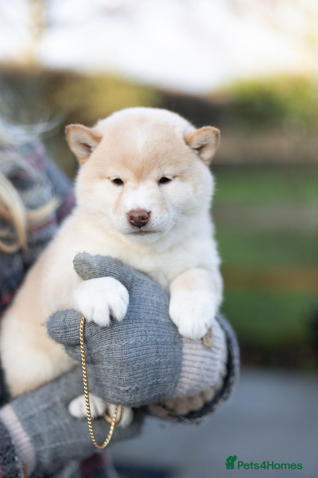 Japanese Shiba Inu dogs ❤️ Fall in Love with a Shiba Girl — Reduced Price - Advert 3