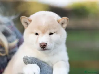 Japanese Shiba Inu dogs ❤️ Fall in Love with a Shiba Girl — Reduced Price - Advert 3