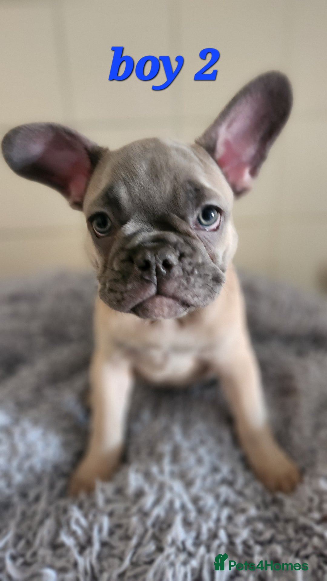French Bulldog dogs for sale: 🐶3 french bulldogs left, price reduced £500🐶 - Image 13