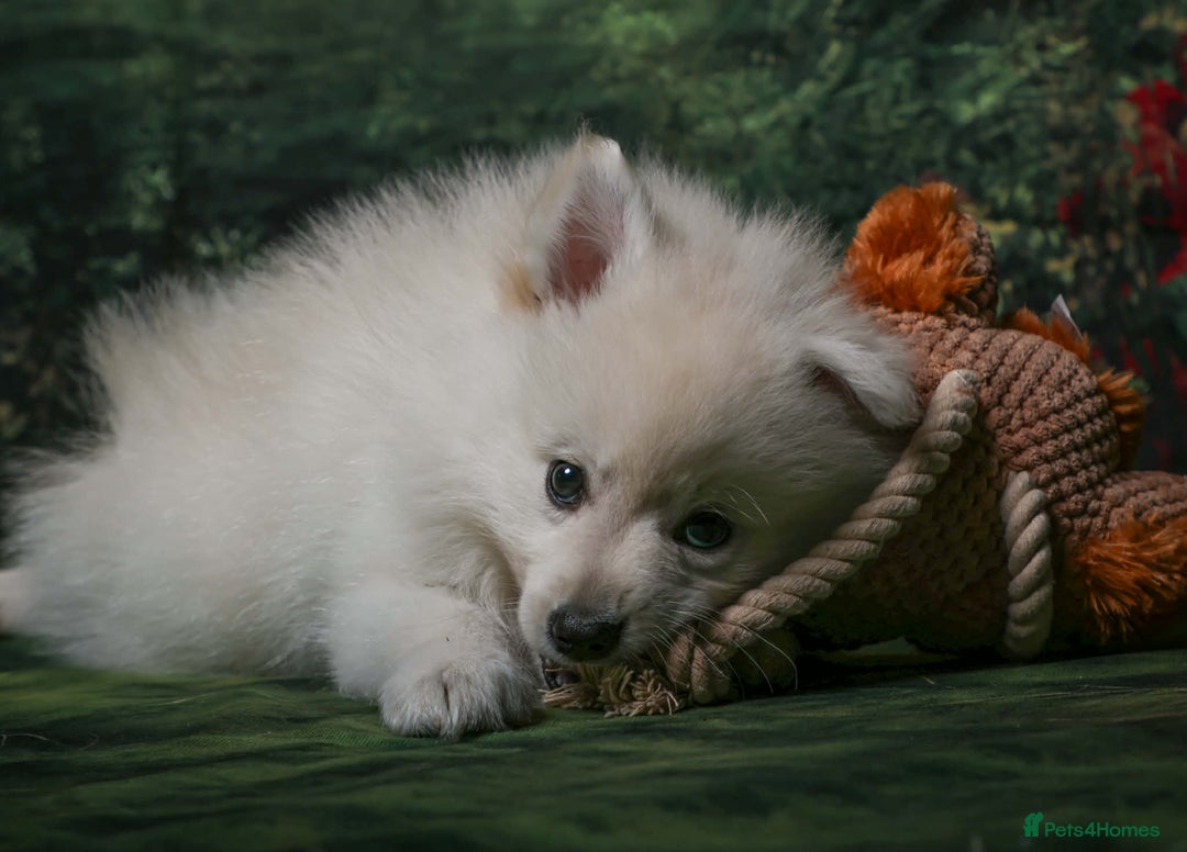 German Spitz dogs for sale: German spitz mittel male puppy - Advert 4