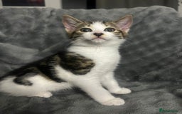 Mixed Breed cats for sale: 🐾 Three Charming Gentlemen Looking for Homes! 🐾 - Image 4
