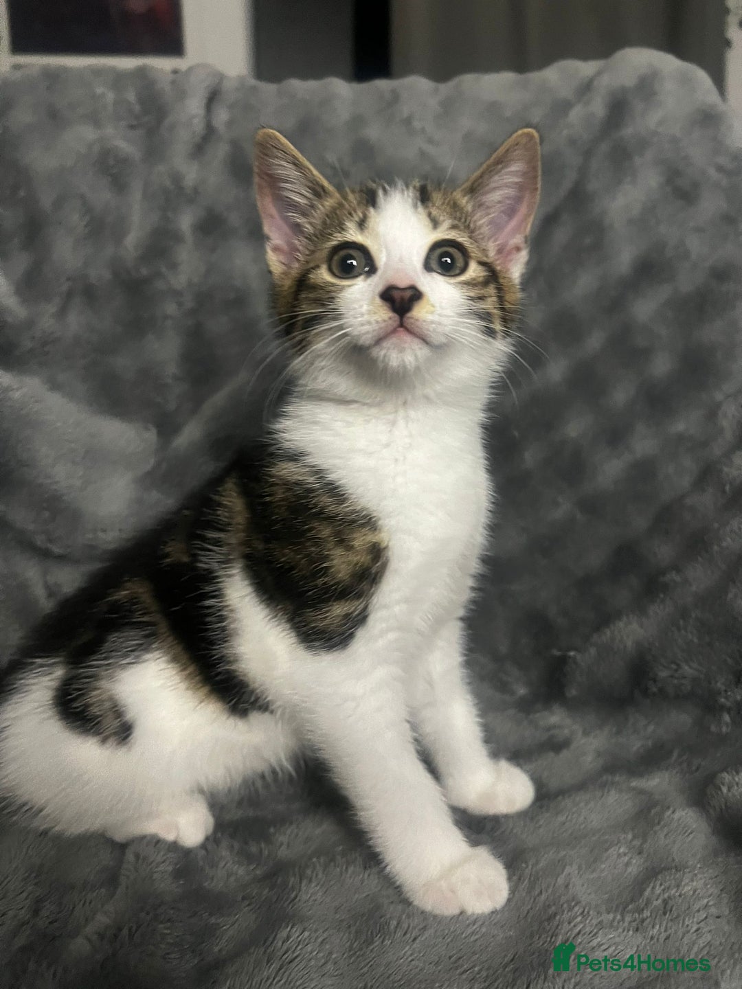 Mixed Breed cats for sale: 🐾 Three Charming Gentlemen Looking for Homes! 🐾 - Image 4