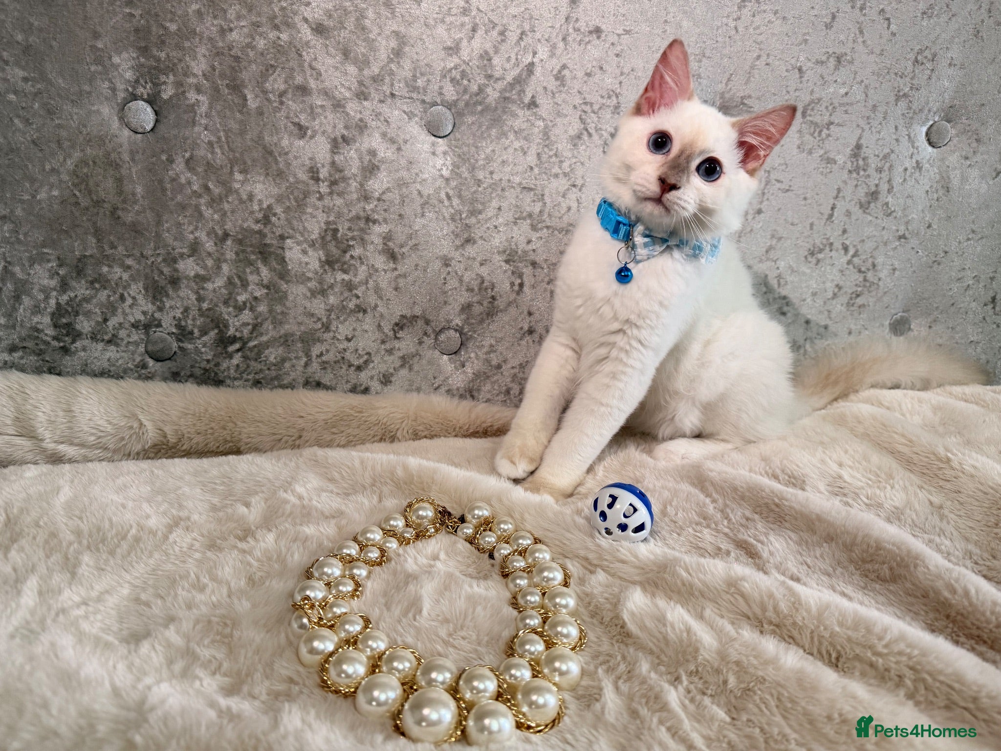 Ragdoll cats 😍 Stunning 🌟 PKD HCM CLEAR ✅ Ragdoll Kittens - Advert 1