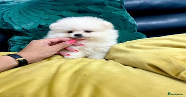 Pomeranian dogs - Advert 2