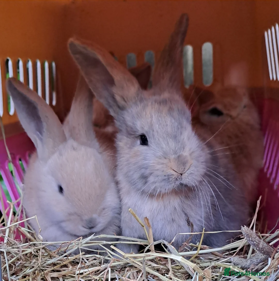 Continental Giant rabbits for sale: Pure Continental Giants - Vaccinated - RESERVE  😍 - Advert 1