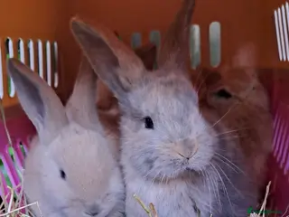 Continental Giant rabbits Pure Continental Giants - Vaccinated - RESERVE 😍 - Advert 1