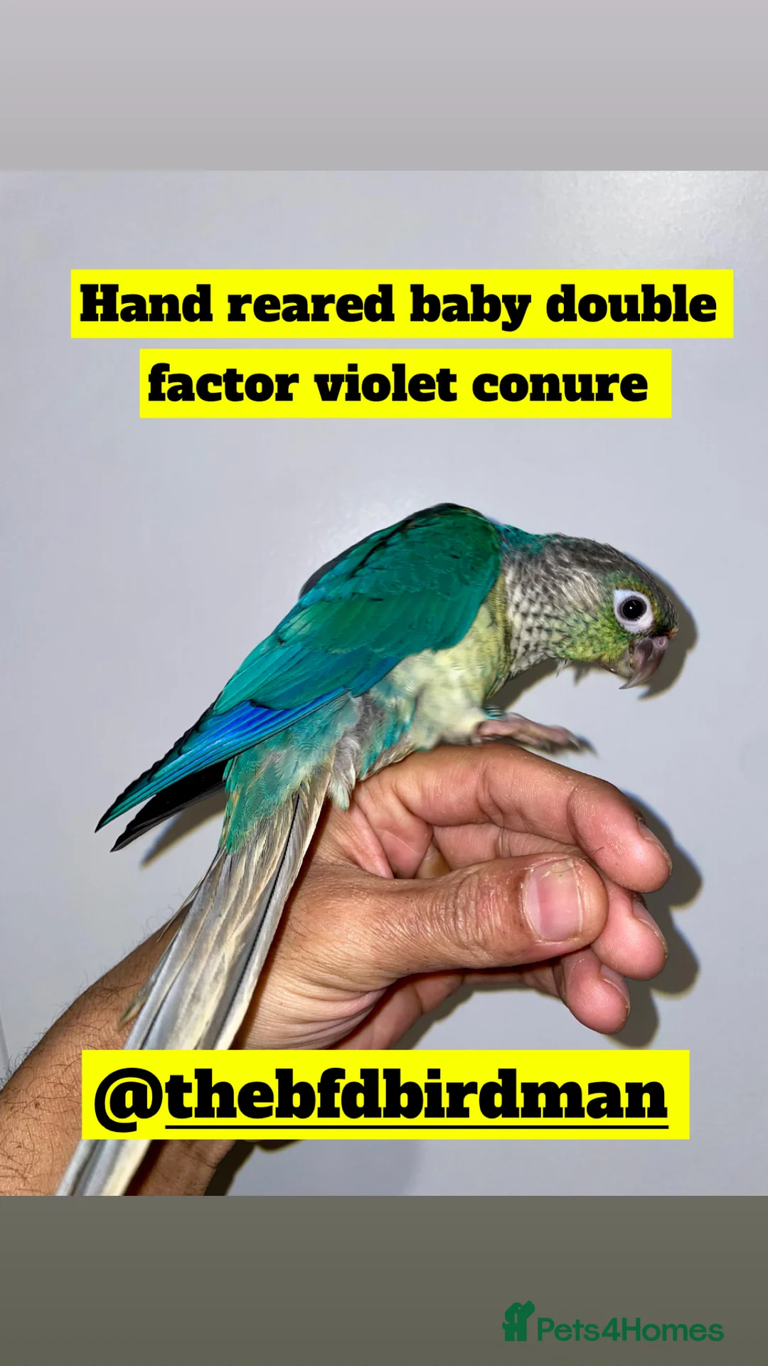 Conures birds for sale: 100% SILLY TAME HAND REARED BABY CONURES - Advert 5