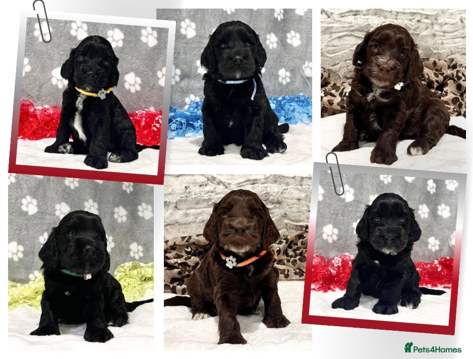 Cockapoo dogs 💎PRESTIGIOUS SHOW Platinum Grey/Choc F1 Cockapoos - Advert 12