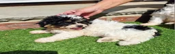 Shihpoo dogs for sale: Gorgeous puppies looking for there forever homes - Advert 4