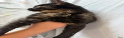 Domestic Shorthair cats for sale: Domestic shorthair  - Advert 6