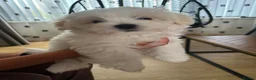 Maltese dogs for sale: 2 GIRLS Gorgeous baby Maltese  in Coventry - Advert 12