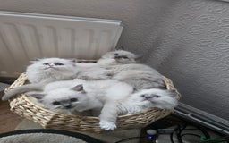 Ragdoll cats for sale: Adorable Ragdoll Kittens Ready for New Homes Soon! - Image 11