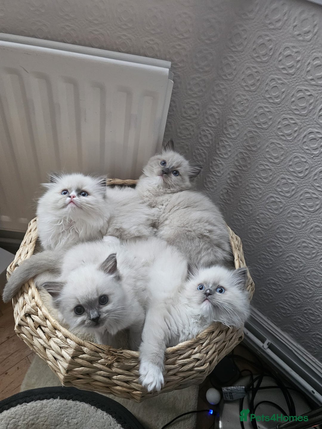 Ragdoll cats for sale: Adorable Ragdoll Kittens Ready for New Homes Soon! - Image 11