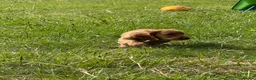 Cocker Spaniel dogs for sale: FTCH CHAMPION WORKING COCKERS  in Nottingham - Advert 2