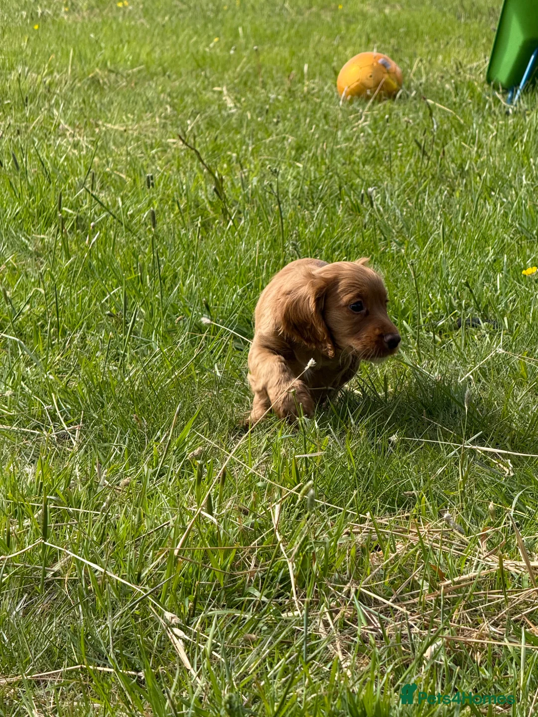 Cocker Spaniel dogs for sale: FTCH CHAMPION WORKING COCKERS  in Nottingham - Advert 2