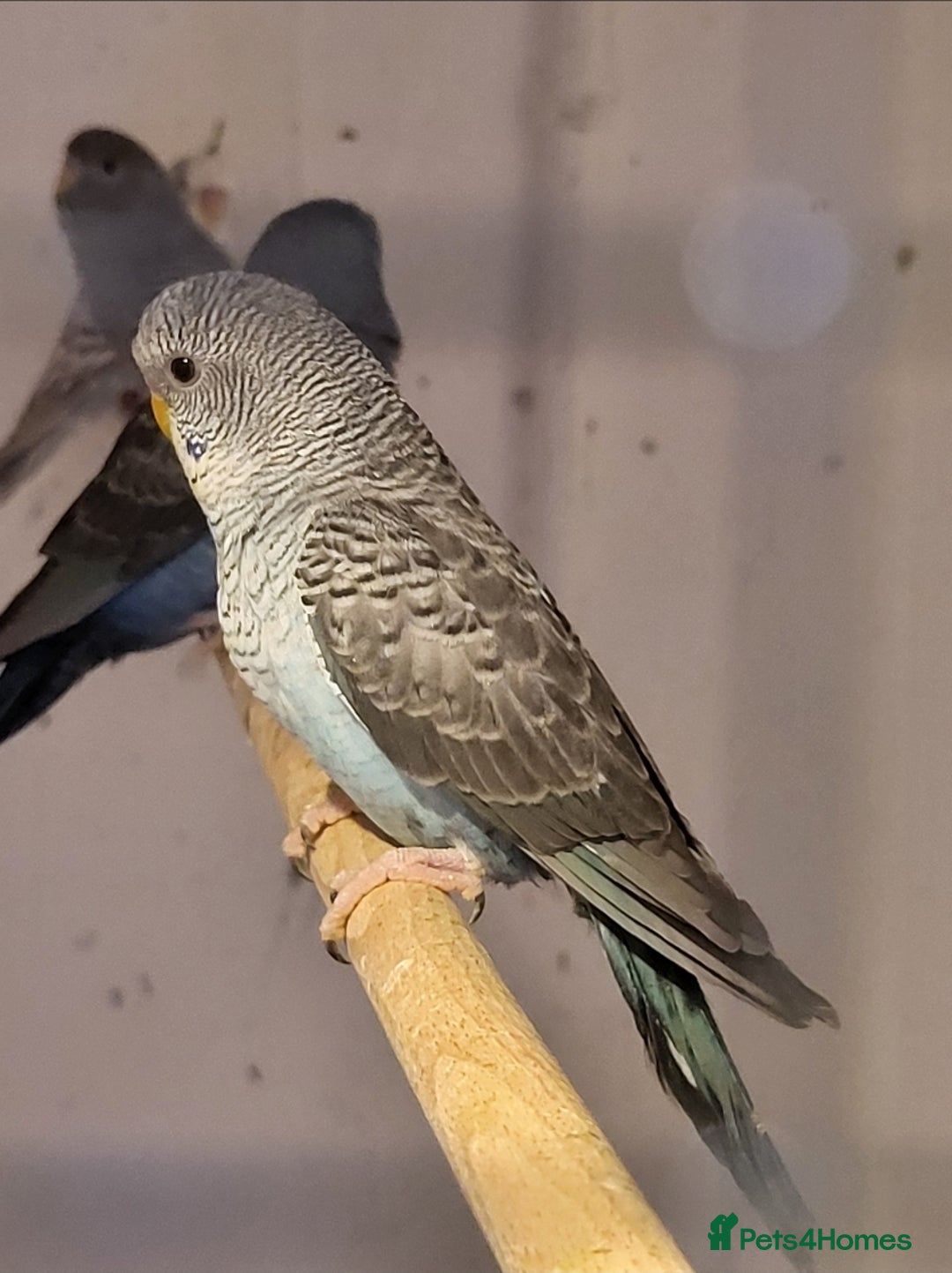 Budgerigars birds for sale: Blackface blackwing - Advert 8