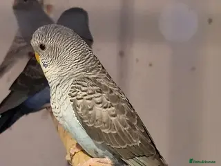 Budgerigars birds Blackface blackwing - Advert 1