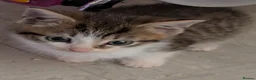 Domestic Shorthair cats for sale: Beautiful kittens - Advert 10