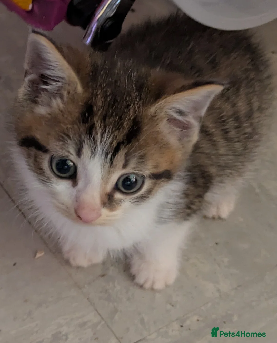Domestic Shorthair cats for sale: Beautiful kittens - Advert 16
