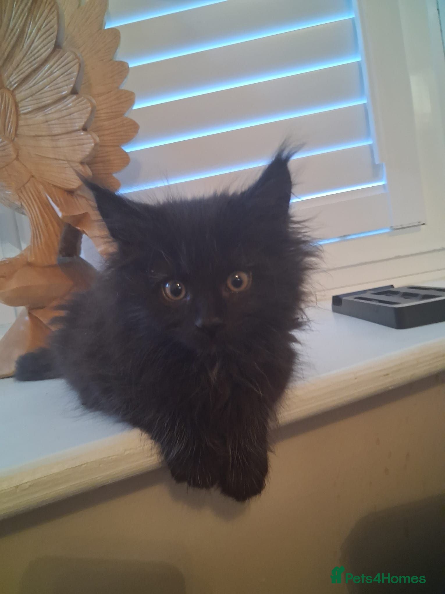 Maine Coon cats GIANT Black smoke Boys and Tortie girls 😍 - Advert 1