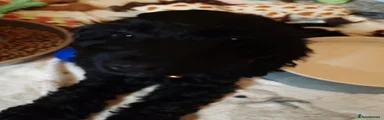 Cockapoo 3