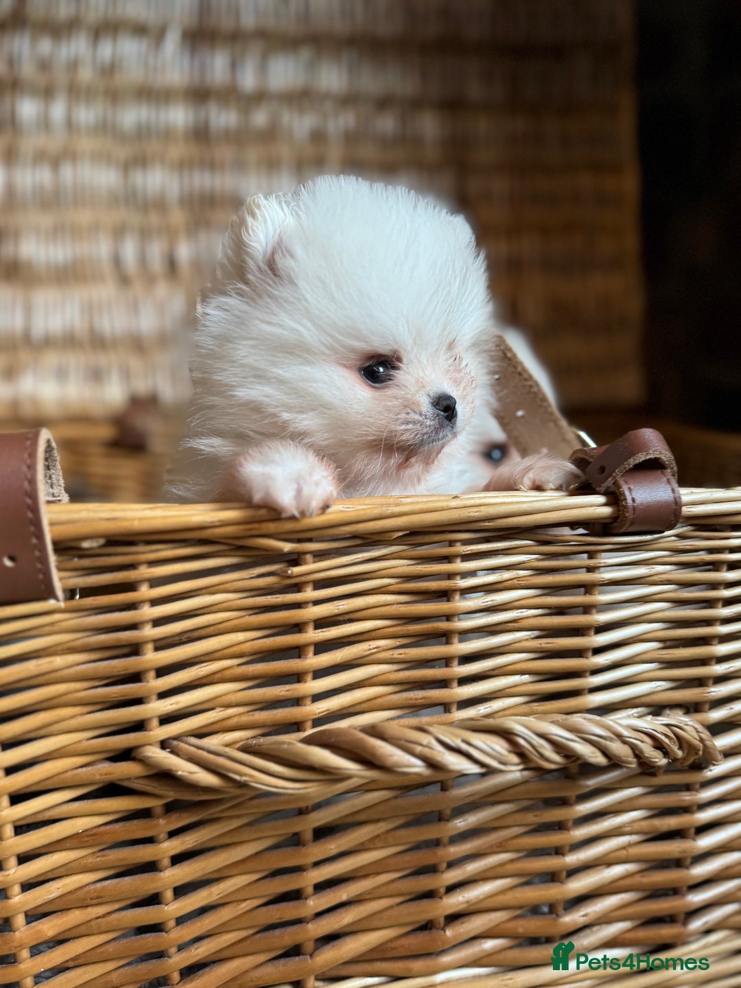 Pomeranian dogs for sale: 🧸 WHITE KC TEDDY BEARS 🧸 TINY, TRUE TYPE! - Advert 2