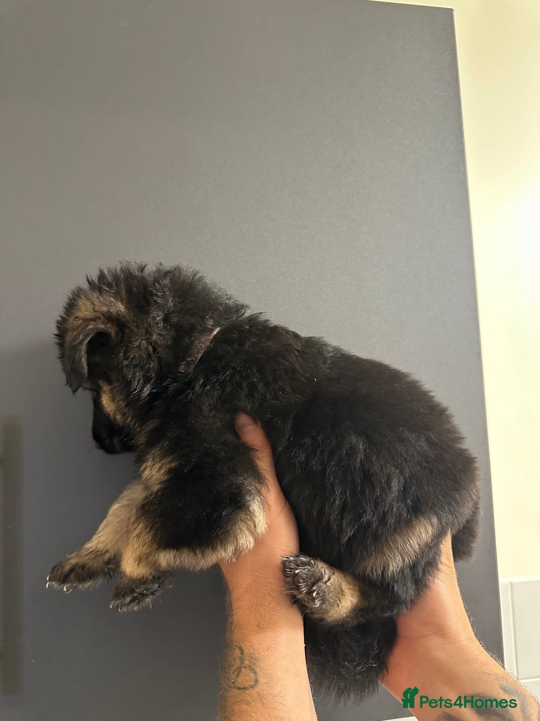 German Shepherd dogs for sale: German shepherd  - Image 13