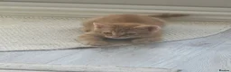 Mixed Breed cats for sale: 9 week old ginger kitten - Advert 2
