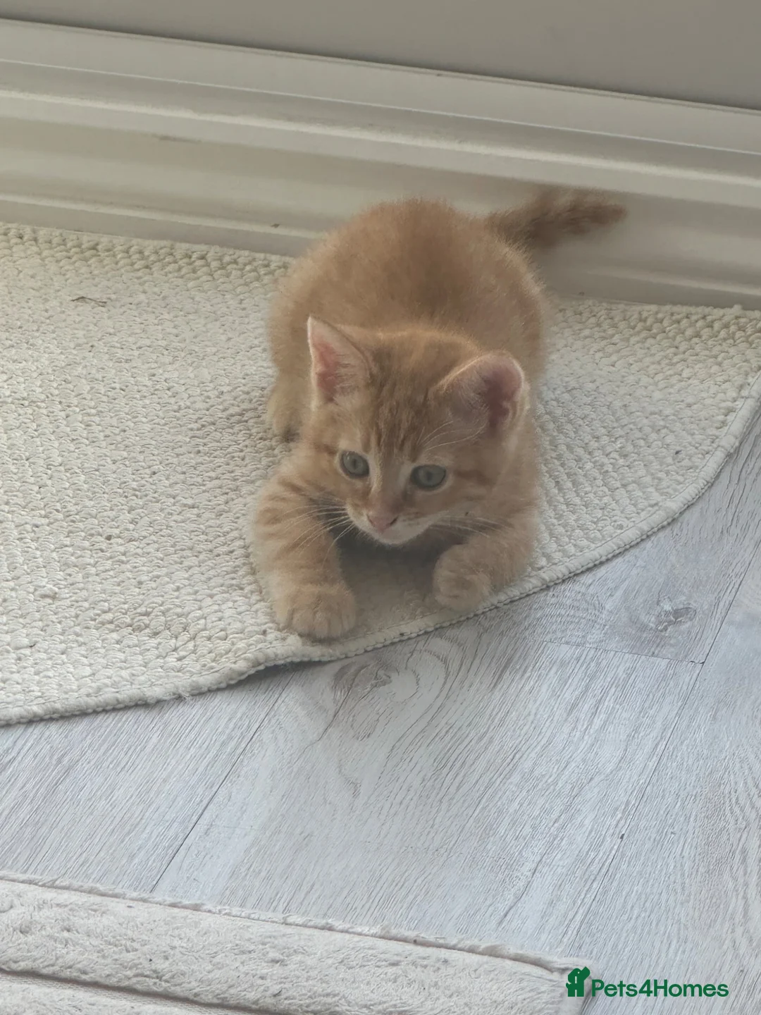 Mixed Breed cats for sale: 9 week old ginger kitten - Advert 2