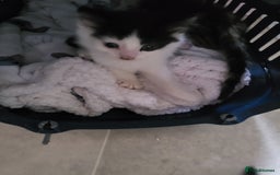 Mixed Breed cats for sale: ****Kittens ready to leave**** - Image 2
