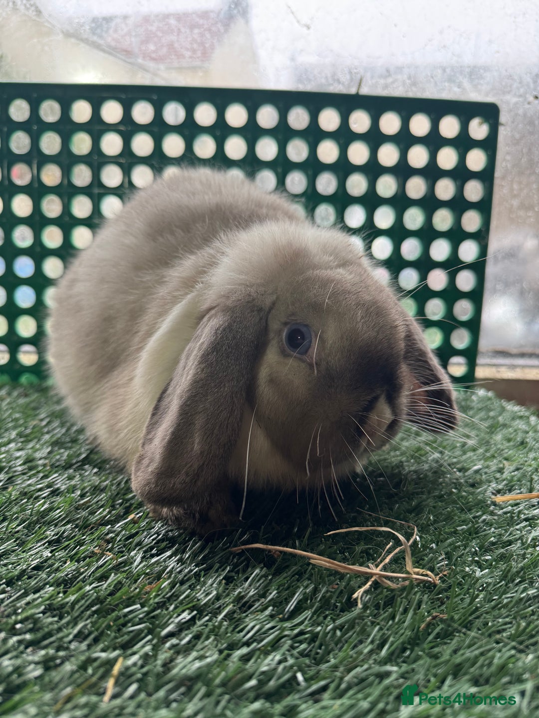 Mini Lop rabbits for sale: Pure breed mini lops  - Advert 3