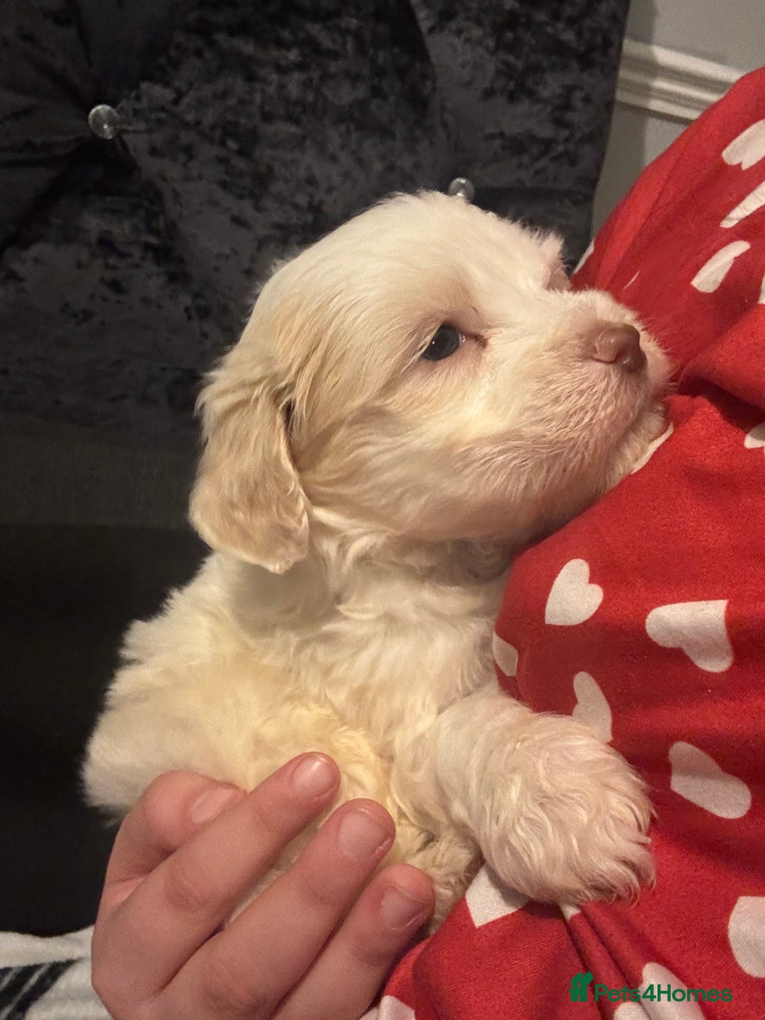 Bichon Frise dogs for sale: Bichon Frise - Advert 11