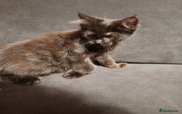Maine Coon cats for sale: Adorable Maine Coon kittens in Manchester - Image 7