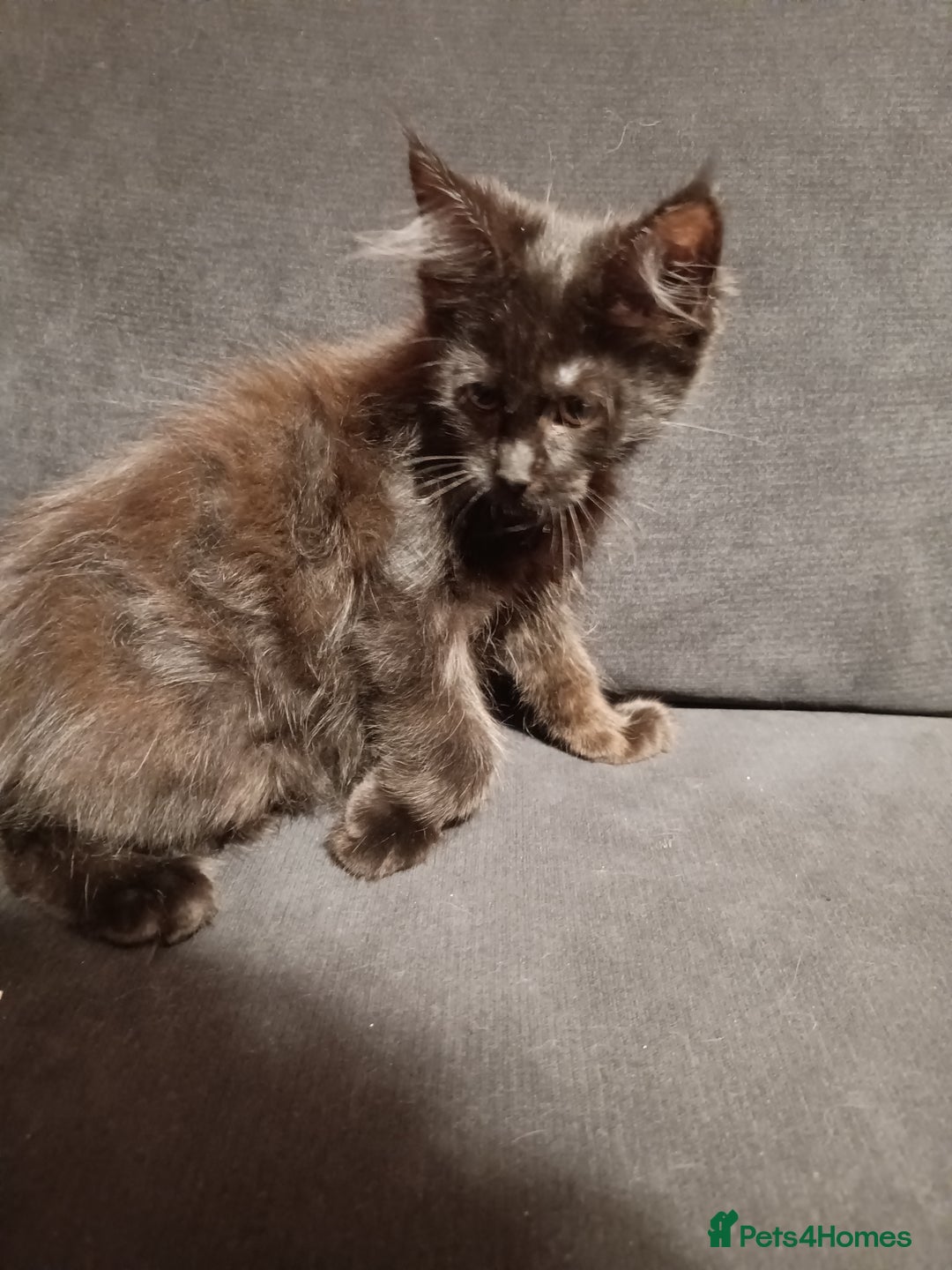 Maine Coon cats for sale: Adorable Maine Coon kittens in Manchester - Image 7