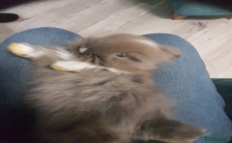 Lionhead rabbits - Advert 2
