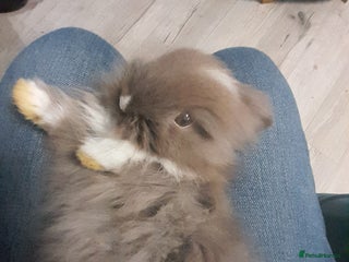 Lionhead rabbits - Advert 7