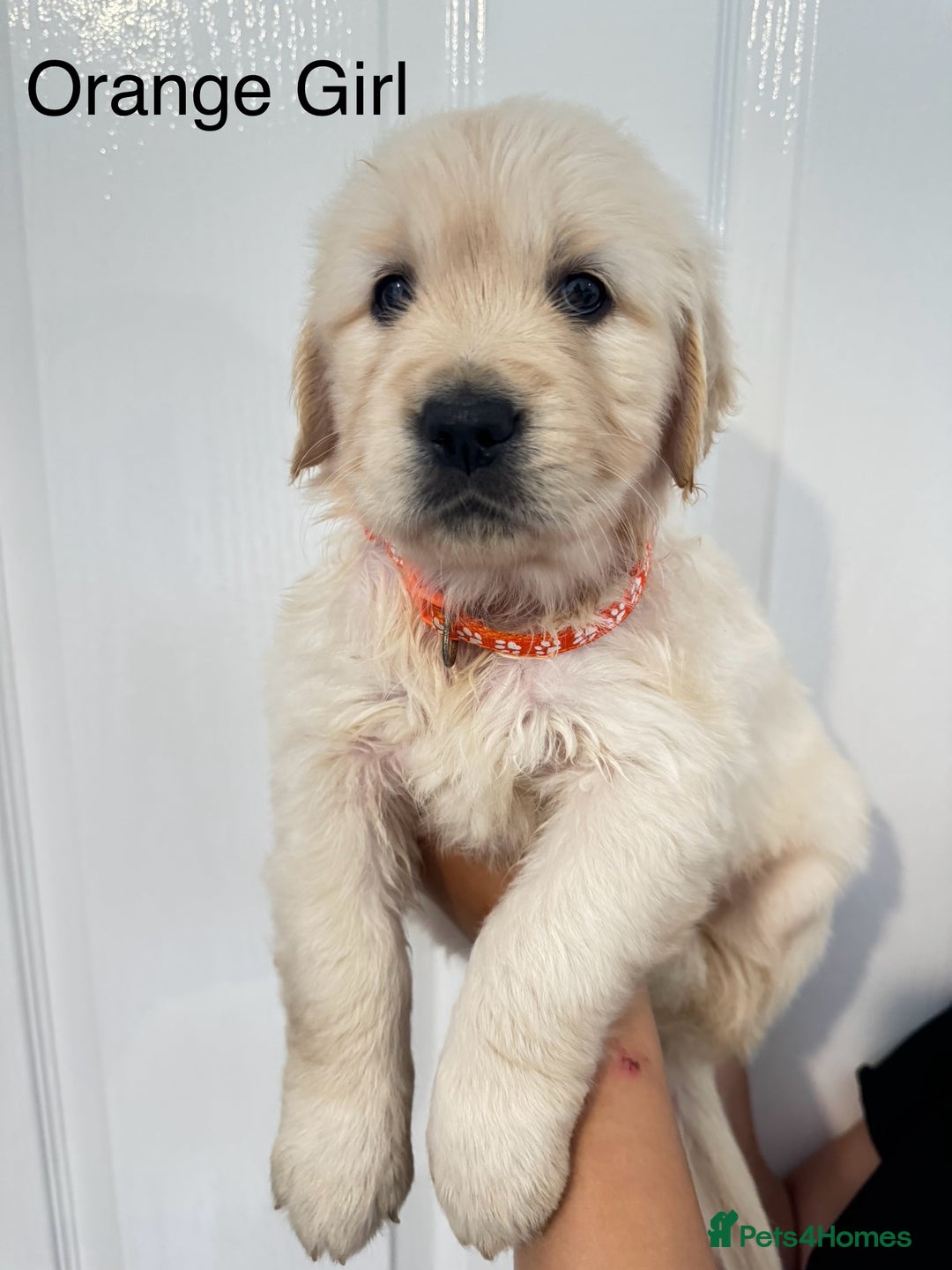 Golden Retriever dogs for sale: Stunning champion blood golden retriever  - Image 6