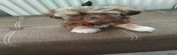 Shih Tzu dogs for sale: Beautiful imperial shih tzu  - Advert 17