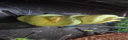 Python Snake reptiles for sale: 1 x Male & 1 x female Green Tree Python - Advert 7