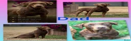 Labrador Retriever dogs for sale: Chocolate/Yellow/Black KC Reg Labrador Retrievers  - Advert 19