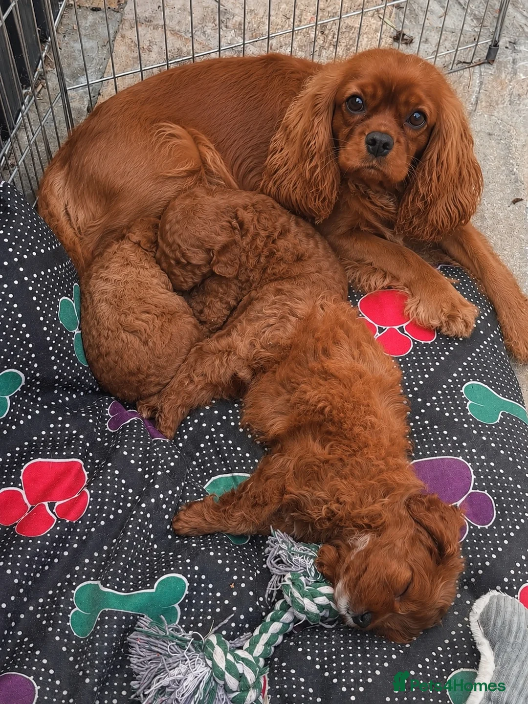Cavapoo dogs for sale: 🐾 READY fully health tested F1 Cavapoo Girls 🐾 - Advert 2