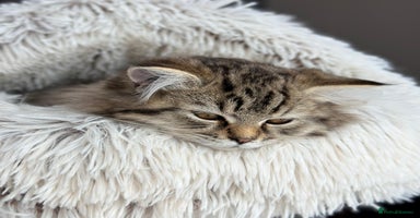 Persian cats - Advert 2
