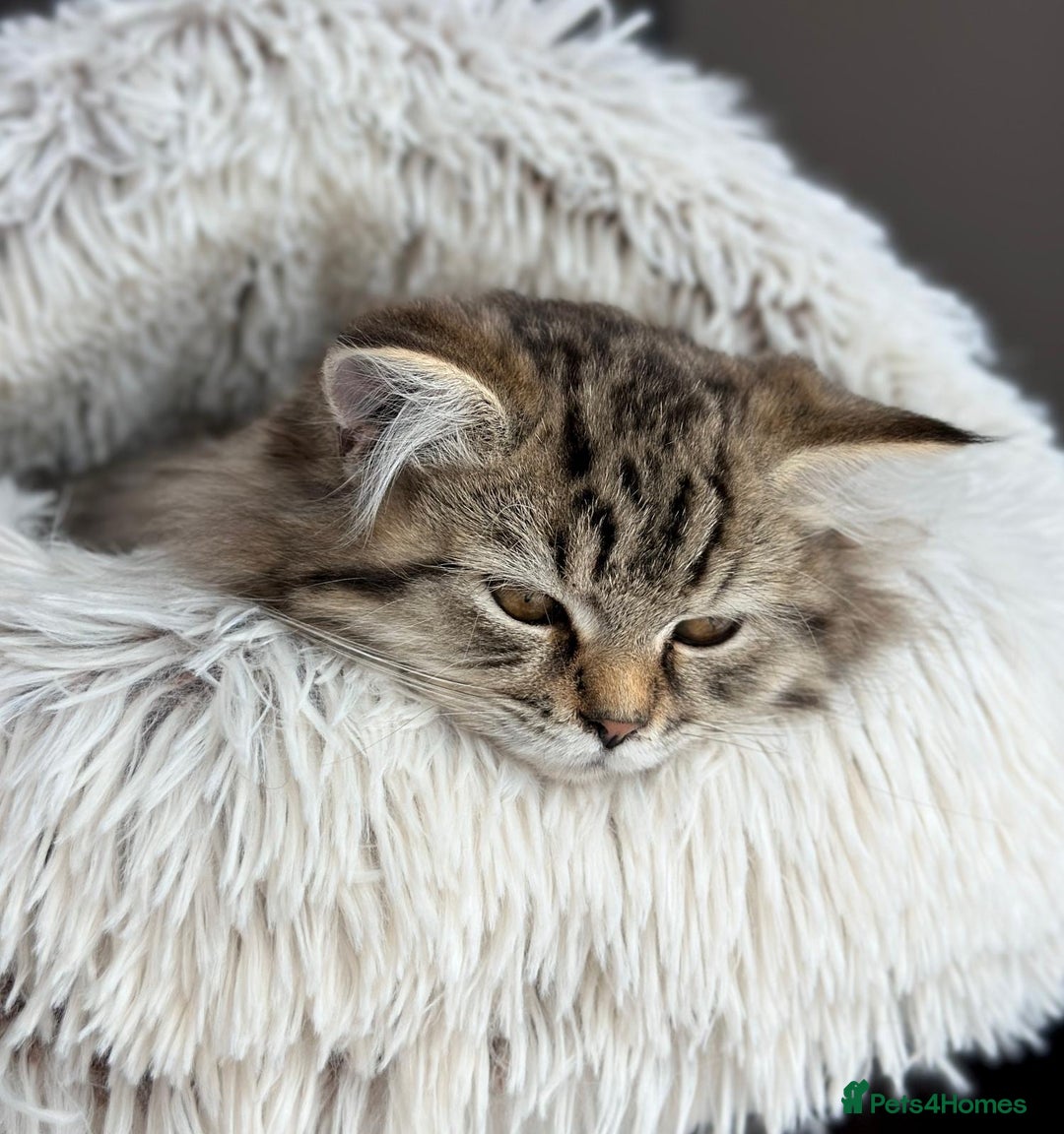 Persian cats for sale: ❤️2 affectionate Persian/Siberian mix babies❤️ - Image 3