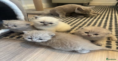 British Shorthair cats - Advert 12